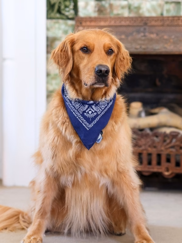 Dog-Staff
